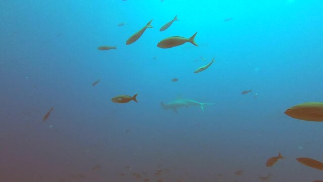 hammerhead sharks on a coral reef near the galapagos islands 