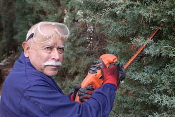 Senior gardener trimming a bush 