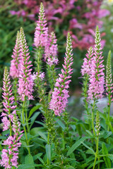 Vertical image of the spiky pink flowers of 'Giles van Hees' speedwell (Veronica 'Giles van Hees')