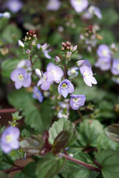 Vertical closeup of the flowers and foliage of 'Waterperry Blue' speedwell (Veronica 'Waterperry Blue')