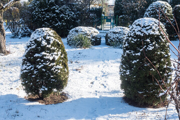 in winter, view of the garden with shrubs covered with snow