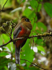 collared trogon on branch