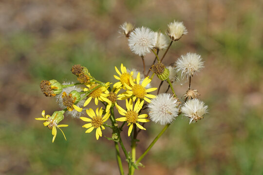 Flowers and seed heads of ragwort (Jacobaea vulgaris, Senecio jacobaea), family Asteraceae in the summer in a Dutch garden. August