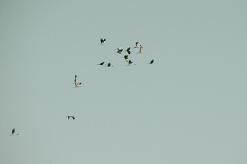 Migrating cranes