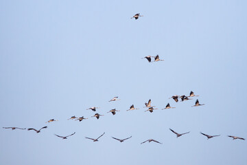 Migrating cranes