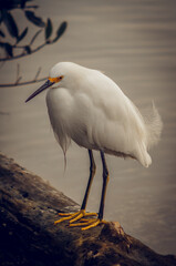 hermosa ave blanca posada a orillas del rio