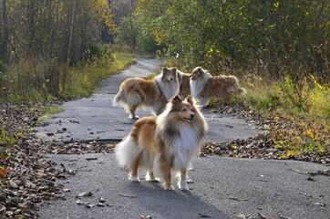 border collie dog