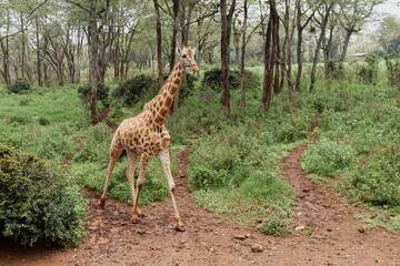 A giraffe walking on the footpath of Giraffe Centre, Kenya