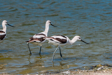 American Avocet (Recurvirostra americana) in Malibu Lagoon, California, USA
