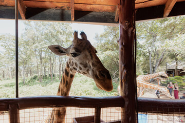 Giraffes at the Giraffe Center in Nairobi, Kenya