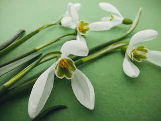 First spring flowers on green background. Snowdrops buds close up