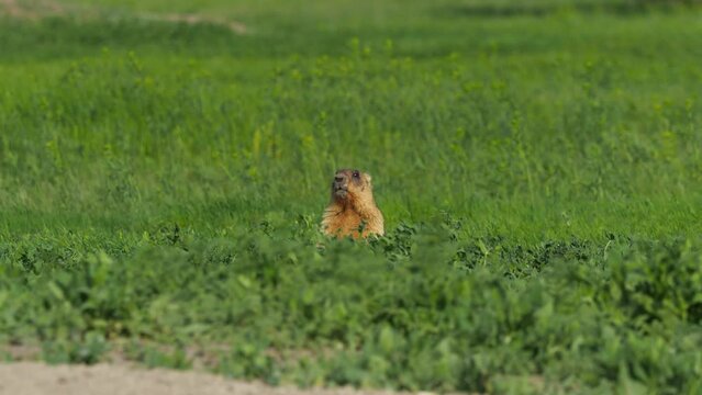 Bobak marmot in steppe grassland