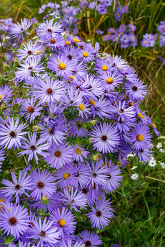 Vertical image of the lavender-purple flowers of aromatic aster (Symphyotrichum oblongifolium) in bloom