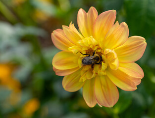 bee on flower