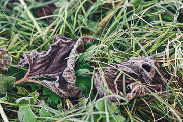 Frost on green grass and dried leaves