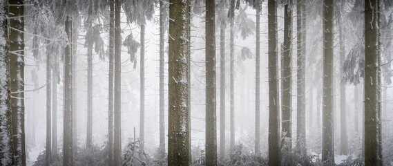 winter forest in fog and snow