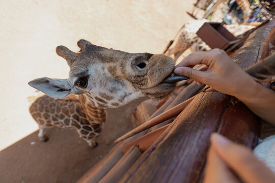 A Giraffe Is Reaching Out For Food Pellets Given By A Tourist At The Giraffe Center In Nairobi, Kenya