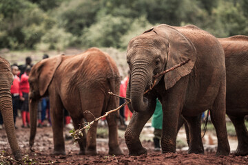 Baby elephant carrying a tree branch with its trunk