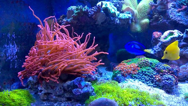 Sea anemone and colorful tropical fishes