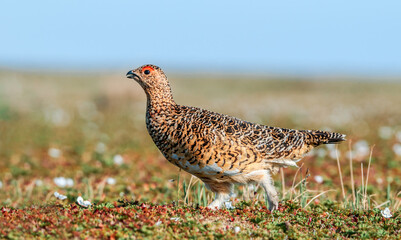 Willow Ptarmigan (Lagopus lagopus) hen in tundra, Barents Sea coastal area, Russia