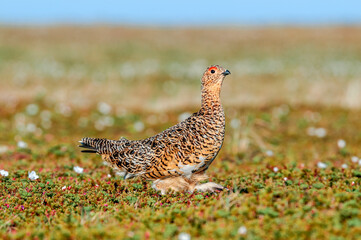 Willow Ptarmigan (Lagopus lagopus) hen in tundra, Barents Sea coastal area, Russia