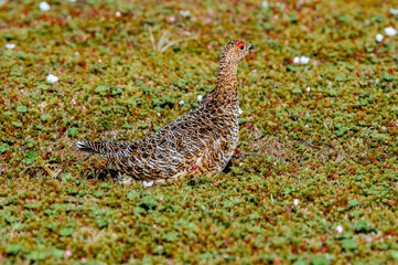 Willow Ptarmigan (Lagopus lagopus) hen with chicks in tundra, Barents Sea coastal area, Russia