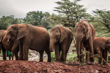 Herd of elephants at Nairobi National Park, Kenya