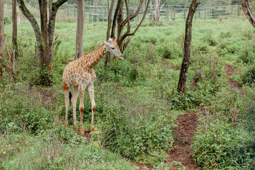 Naklejka na ściany i meble A giraffe walks in the jungle of Giraffe Centre, Kenya