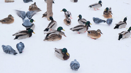 flock of ducks on snow in winter forest