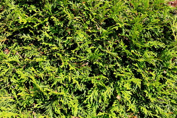 Thuja, close up, detail, tree, texture, garden