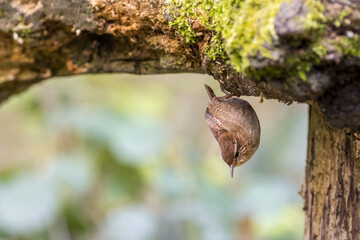 Wren (Troglodytes troglodytes)