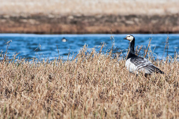 Barnacle Goose (Branta leucopsis) in Barents Sea coastal area, Russia