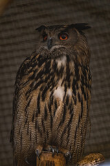 Majestic Real Owl closeup