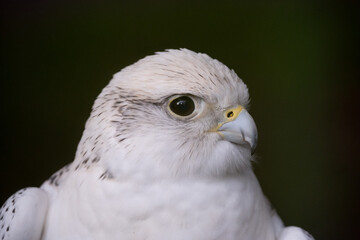 White hawk closeup to face