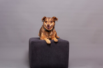 small brown dog sitting on podium posing in studio picture