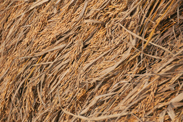 Dried golden-yellow coloured rice (Oryza sativa) ears piled on agricultural field, at the end of harvesting season. Shot during winter season in Simultala, Bihar, India.