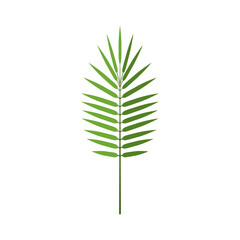 Areca palm leaf in flat style, vector