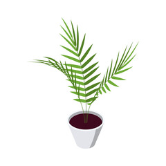 Areca palm isometric icon in flat style, vector