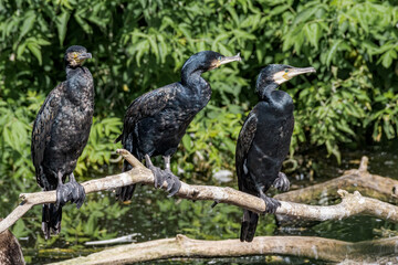 Great Cormorants (Phalacrocorax carbo) on pond