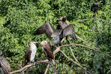 Great Cormorants (Phalacrocorax carbo) on pond