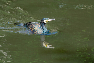 Great Cormorant (Phalacrocorax carbo) on pond