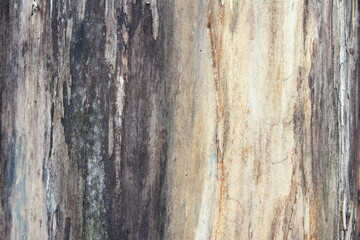 Weathered tree trunk textured background