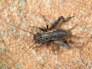 Visor cricket. Sciobia lusitanica