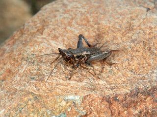 Visor cricket. Sciobia lusitanica