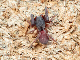 Palpimanus gibbulus