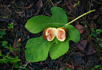 Figs on leaves - 482888431