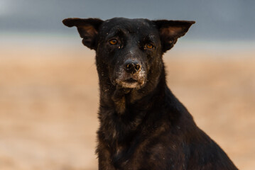 Wild,not domestic dog staying on the beach and looking in the camera. Sand on his face.