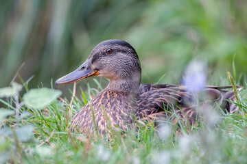 ente, bird, wasser, stockente, see, natur, tier, wild lebende tiere, teich, baden, schnabel,