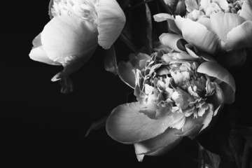 Beautiful lush bouquet of peonies. Black and white photo. Floral card, poster design. Selective...