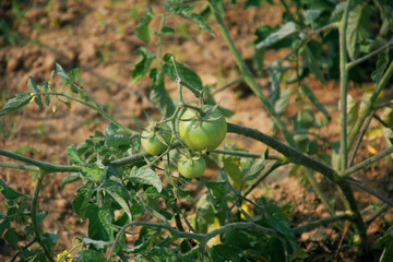 Unripe green tomatoes (Solanum lycopersicum) growing in an agricultural field of Bihar, India.